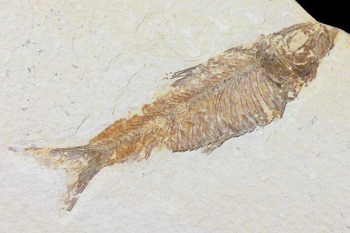 Fossil Fish (Knightia) - Wyoming #109980